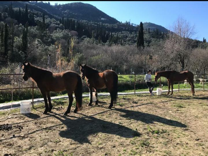 St.Nicholas Ranch Corfu Беніцес Екстер'єр фото